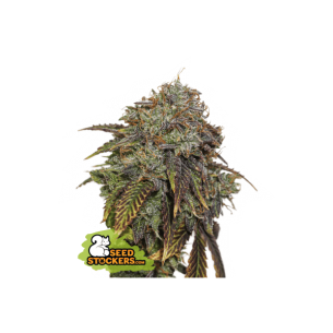 GELATO 41 AUTO X3 SEEDSTOCKERS